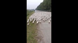 The man moved more than 5,000 ducks from the field to the farm on a busy road