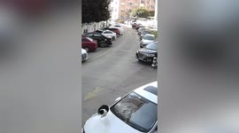 Cat falls from balcony after attempting to steal hanging meat and smashes car windscreen