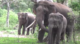 Herd of elephants spotted amid clearing in Sri Lanka