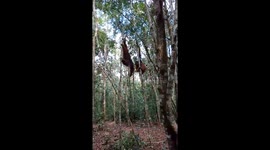 Male orangutans beat each other as they fight over territory amongst the Indonesian jungle