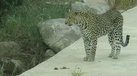 Safari-goer has thrillingly close encounter with BEAUTIFUL female leopard