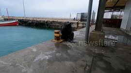 Playful seal interacts with people at Kalk Bay Harbour, Cape Town