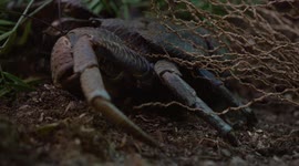 The coconut crab is the largest land crab in the world