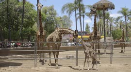 Witness the amazing moment a new baby giraffe is born