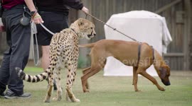The Time Two Unlikely Animal Pals Competed in a Land Race