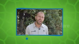 Why the Mountain Lion Goes By So Many Different Names