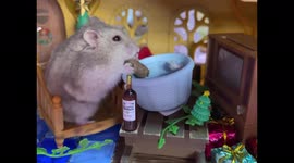 Adorable little hamster enjoys Christmas treat