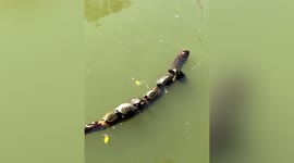 Turtle struggling to climb onto log eventually knocks friends into pond
