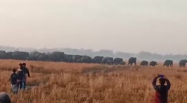 Herd of elephants passes by agricultural fields in northeastern India