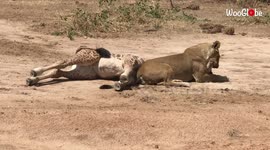 'Mighty lioness suffocates giraffe by sitting on its neck *Wildlife Wonders*
'
