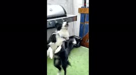 'Excited dog tries to eat snowflakes during hailstorm '