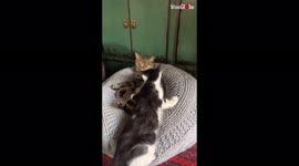 'Reserved cat allows little sister to nap right next to her *WHOLESOME* '