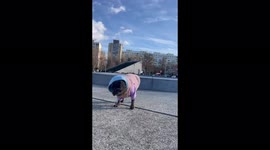 French bulldog Stitch enjoying doing dog stuff