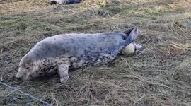 Pup close and personal view of mother seal giving birth off UK coast