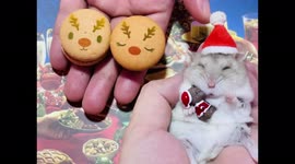 Sleepy hamster wakes up for Christmas