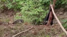 Baby bear gets entangled within tree branch, rescued in central India