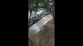 Vietnamese farmers use water channels to transport tens of thousands of oranges quickly and conveniently