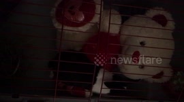 #mister_the_bunny
