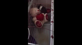 Crazy rabbit
