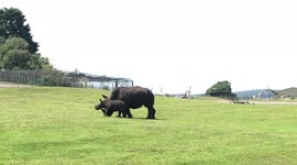 A few weeks old baby rhino playing and running around with mum and dad.