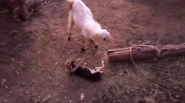 Friendship of little Dog and Goat