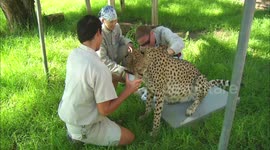 Pregnant with Twins! Watch as a Cheetah Mom Gets an Ultrasound