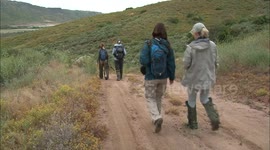 After devastating wildfires, scientists are saving cactus wren bird populations