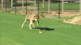 Cheetahs put on show of pace and power as they chase after meat at San Diego Zoo