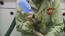 Surreal and sublimely cute experience of hand-raising cheetah cub
