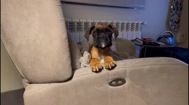 Amusing moment man has 'conversation' with new puppy