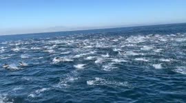 Mesmerizing dolphin stampede stretches for miles in southern California