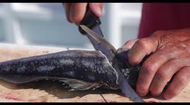 Slow Motion Calico Bass Fish Fillet Cleaning In Newport Beach California with Davey's Locker Sportfishing