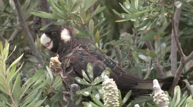 Endangered female Carnaby’s Black-Cockatoo shreds a green Banksia cone with her massive bill.