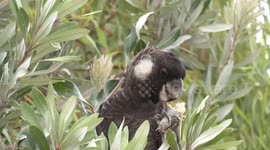 Adorable cockatoo snacks on some treats with his bolt cutter beak