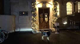 Dog posing for photographs outside festive Over-Seas House in London