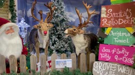 Reindeers sing Christmas classic at garden centre
