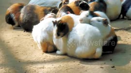Adorable rabbits and guinea pigs huddle together for warmth in northern India