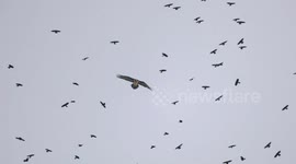 Birdwatcher sees amazing flight of giant bearded vultures with numerous alpine choughs