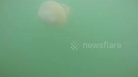 Giant Barrel Jellyfish arrive off the coast of Budleigh Salterton, Devon, UK and perform an underwater ballet as they feed off drifting plankton.