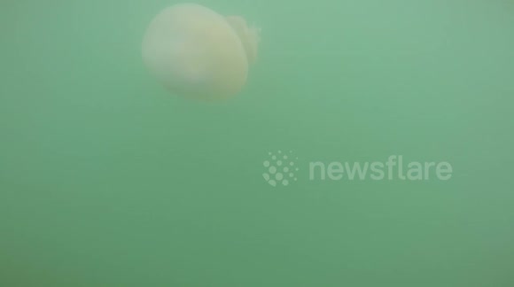Giant Barrel Jellyfish arrive off the coast of Budleigh Salterton, Devon, UK and perform an underwater ballet as they feed off drifting plankton.