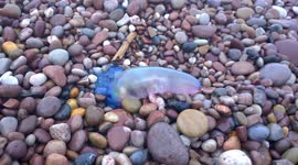 Dangerous but beautiful Portuguese man o' war lands on Devon beach; alien, alive and toxic even out of the water.