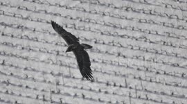 BIRDWATCHER FILMS MAJESTIC BEARDED VULTURE ALMOST GETTING KILLED BY FALLING ROCKS
