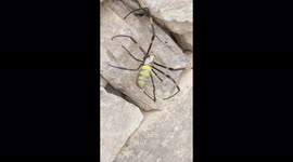 Large Invasive Joro spider (Trichonephila clavata)spotted in Georgia
