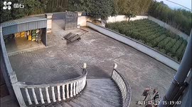 Frightened wild boar smashes through gate to escape in eastern China