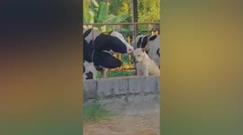 Adorable moment pet dog enjoys being licked by cows