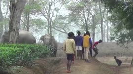 Elephant chases after locals in northeastern India
