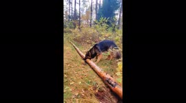 German Shepherd named Balu tries to take a huge piece of log