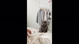 'Competitive cat won't stop play-fighting until she gets to land the final blow '