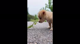 Adorable Labrador puppy plays with praying mantis
