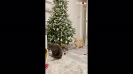 'Excited cat tries to eat the Christmas tree '